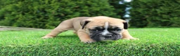 English Bulldog dogs for sale: Duke - Ad 7