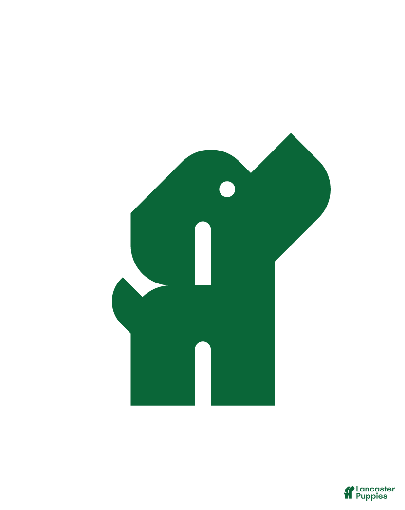 Pomeranian dogs Sweet Benji - Ad 38