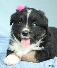 Miniature Australian Shepherd dogs Willow 🪻 - Ad 1
