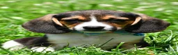 Beagle dogs for sale: Ved - Ad 6