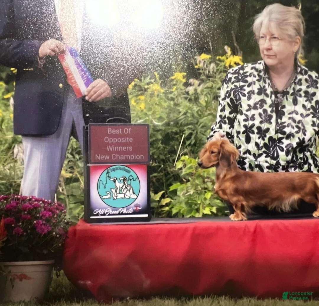 Dachshund dogs for sale: Patey - Ad 3