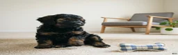 Cockapoo dogs for sale: LILLY - Ad 2