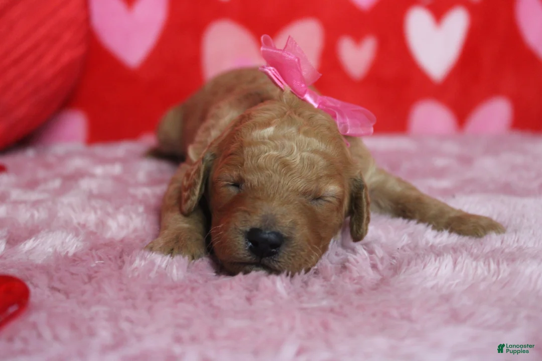 Goldendoodle dogs for sale: Izzy - Ad 4