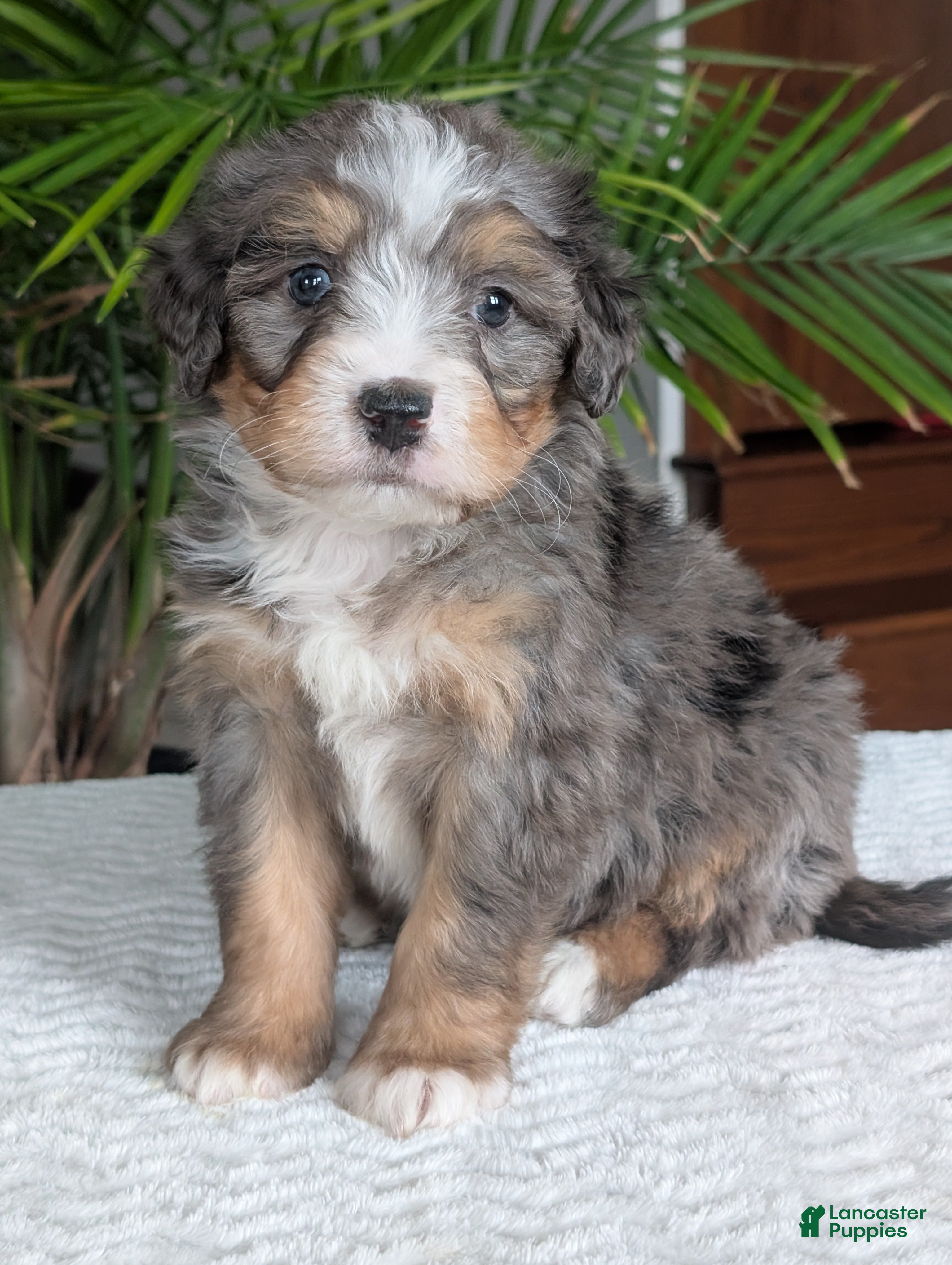 Mini Bernedoodle dogs Mini River  - Ad 1