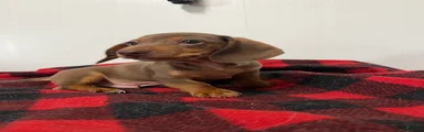 Gunther 