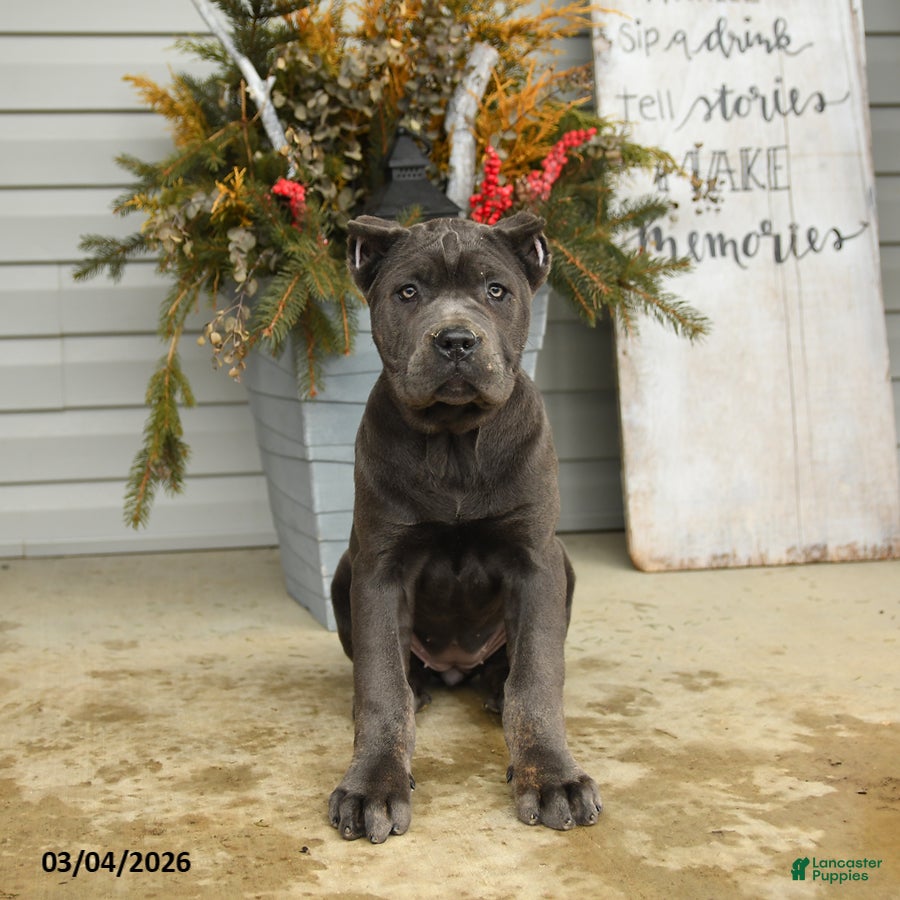 Cane Corso dogs Gia - Ad 1