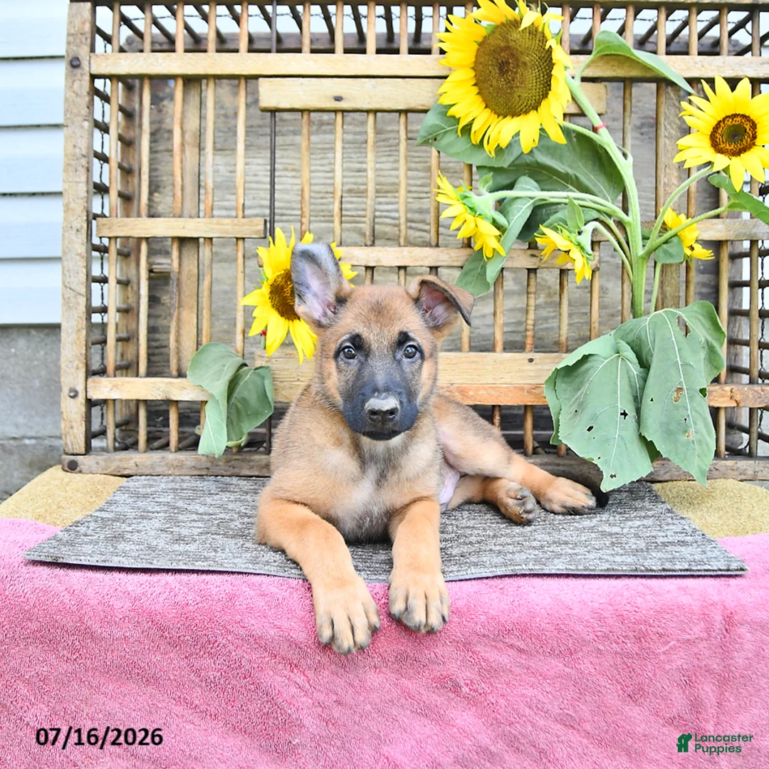 Mixed Breed dogs for sale: Atlas - Ad 1