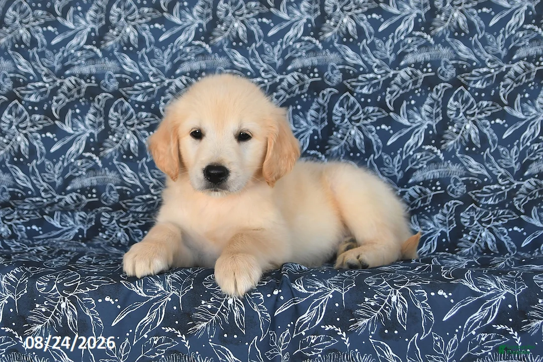 Golden Retriever dogs for sale: Macy - Ad 2
