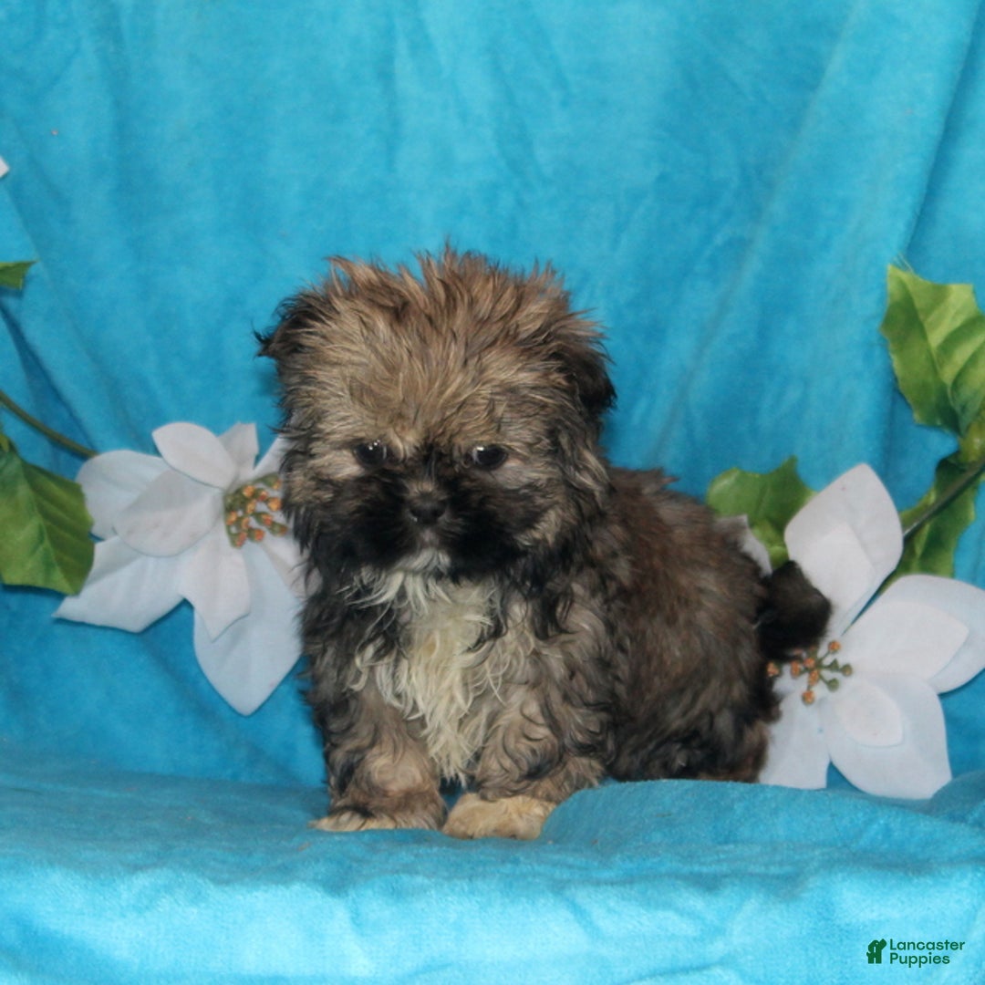 Shih Tzu dogs for sale: Stanley - Ad 2