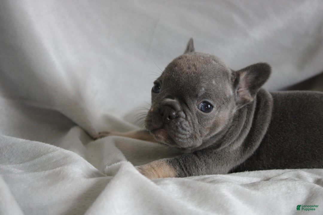 French Bulldog dogs for sale: HARLIE - Ad 1