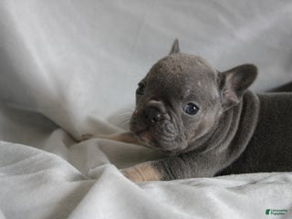 French Bulldog dogs HARLIE - Ad 21