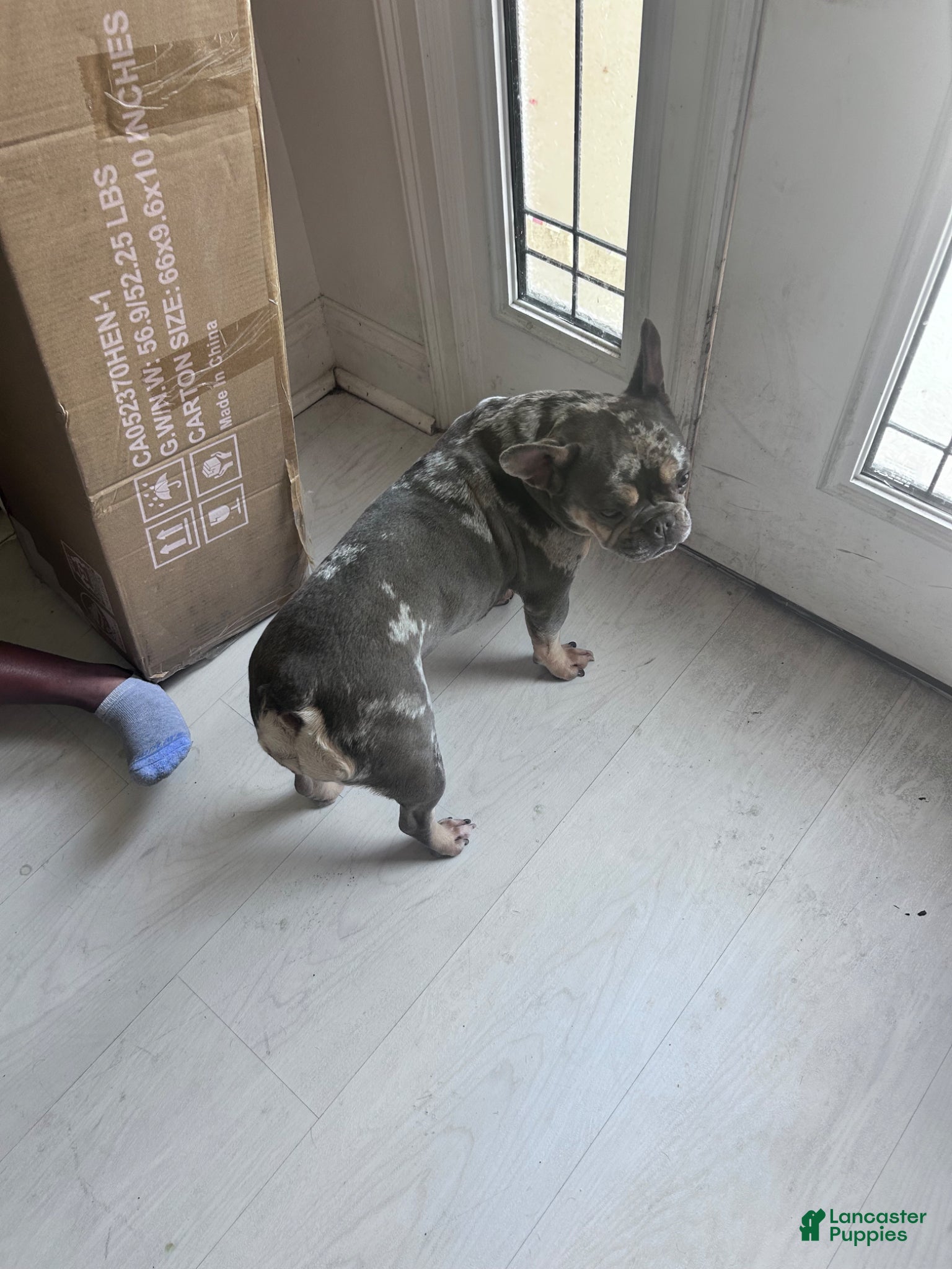 French Bulldog dogs for sale: Queso - Ad 2