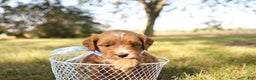 Mini Goldendoodle dogs for sale: Orion - Ad 8