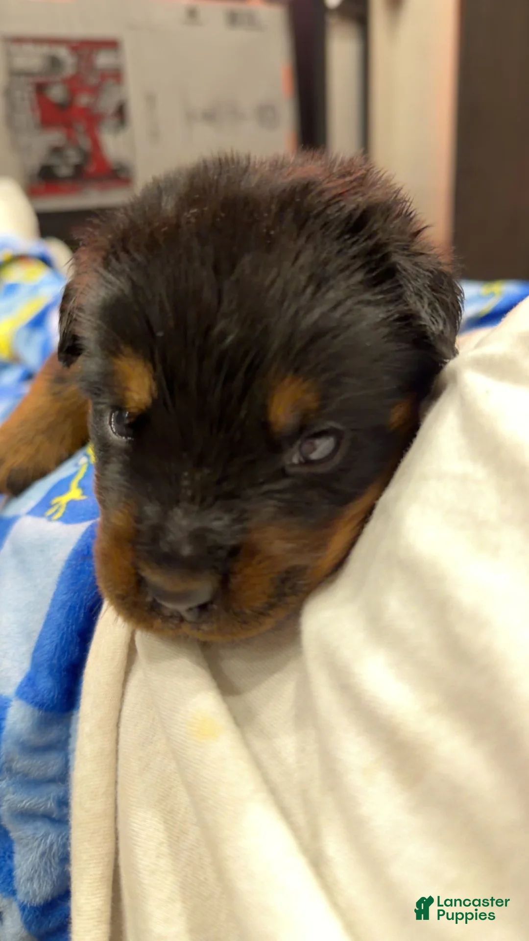 Rottweiler dogs for sale: Rottweiler 1 - Ad 1