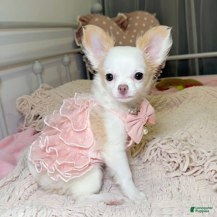 Chihuahua dogs Fancy - Female White and Cream Long Haired Chihuahua Puppy - Ad 2