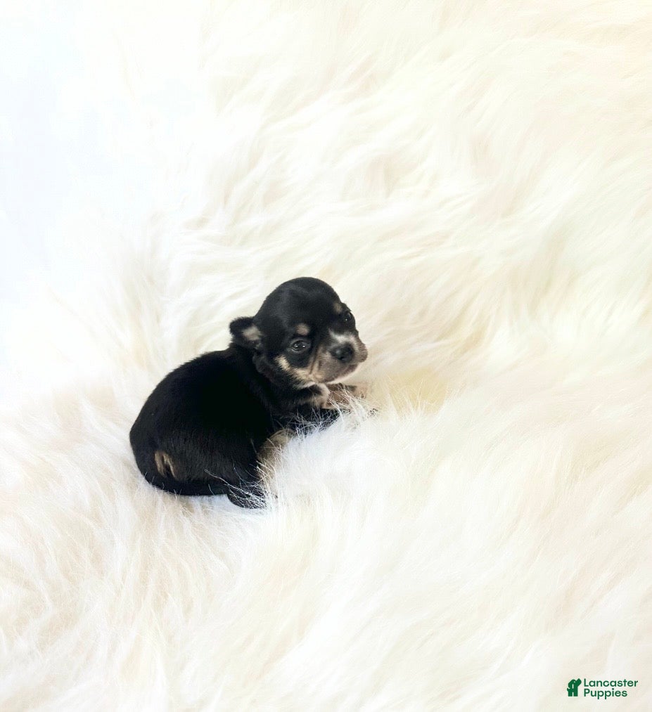 Chihuahua dogs AKC Riley - Ad 10