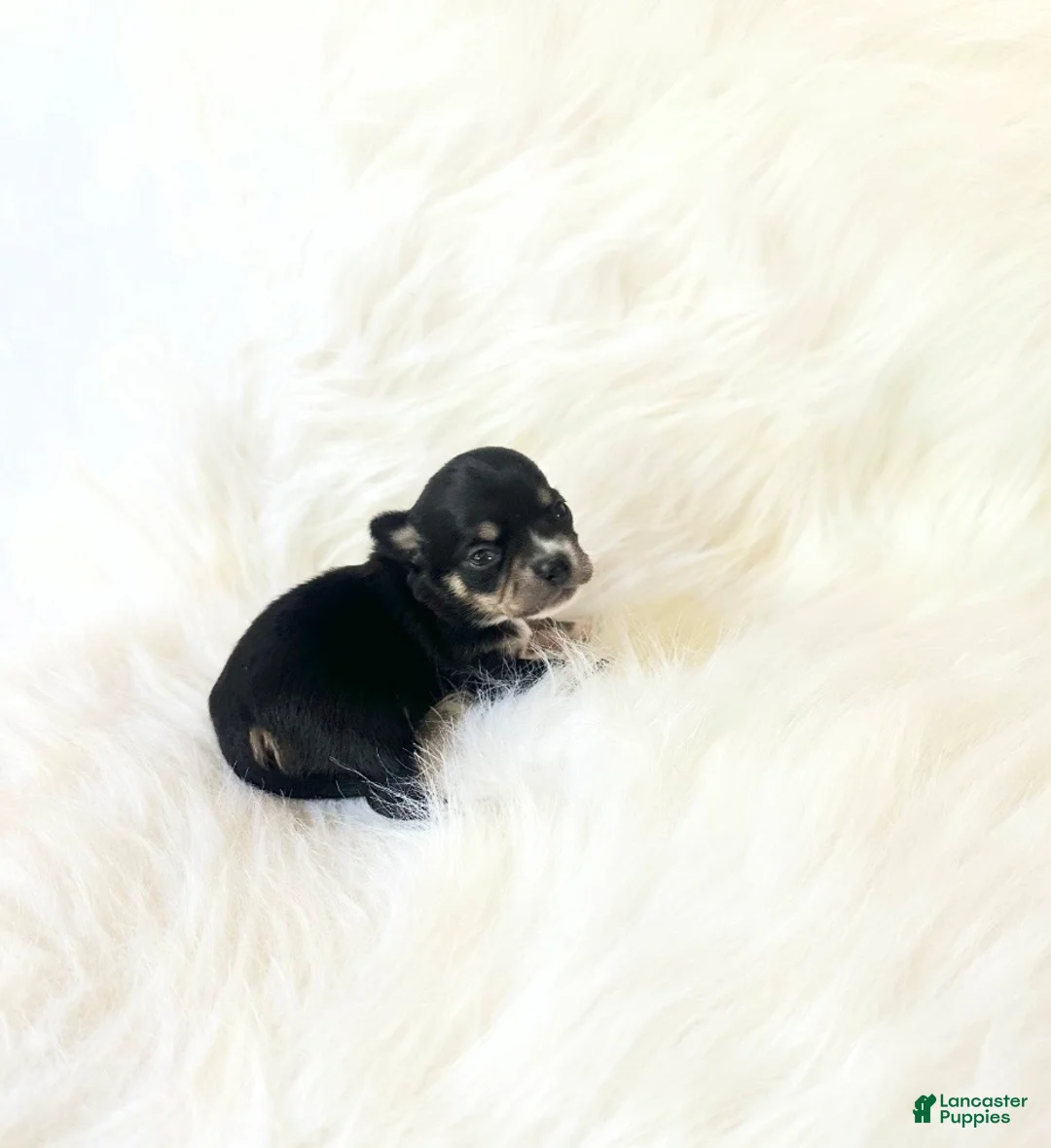 Chihuahua dogs for sale: AKC Riley - Ad 1
