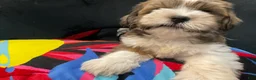 Mixed Breed dogs for sale: LeeLee - Ad 13