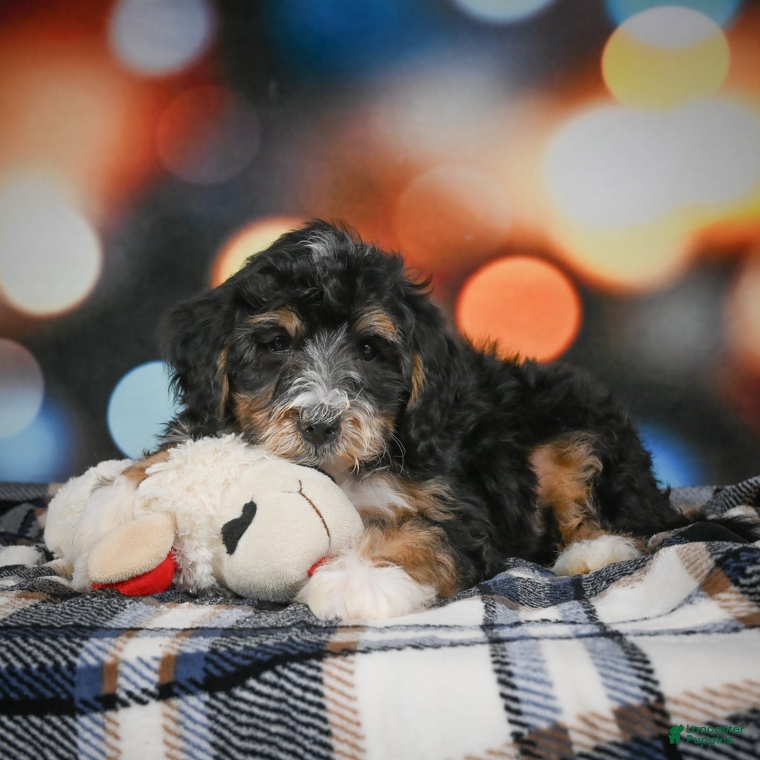 Mini Bernedoodle dogs for sale: Mia - Ad 11