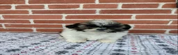 Shih Tzu dogs for sale: Doug - Ad 3