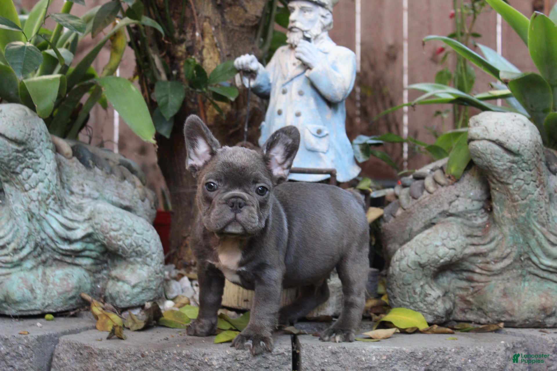 French Bulldog dogs Vlue French Bulldog Puppy  - Ad 6