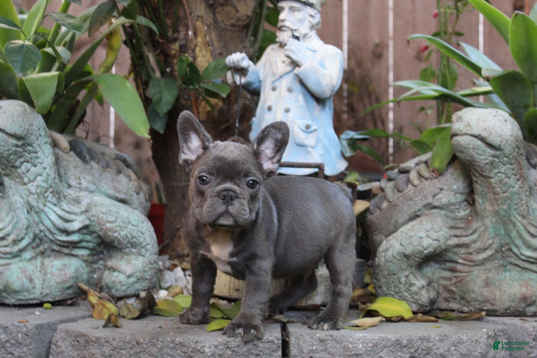 French Bulldog dogs for sale: Vlue French Bulldog Puppy  - Ad 1