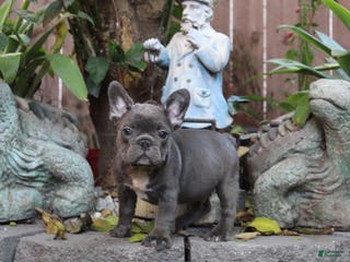 French Bulldog dogs Vlue French Bulldog Puppy - Ad 6