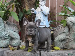 French Bulldog dogs Vlue French Bulldog Puppy - Ad 6