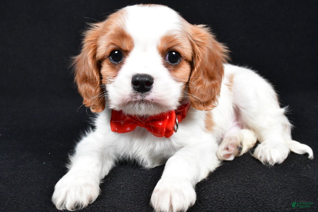 Cavalier King Charles Spaniel dogs for sale: Trevor - Ad 9