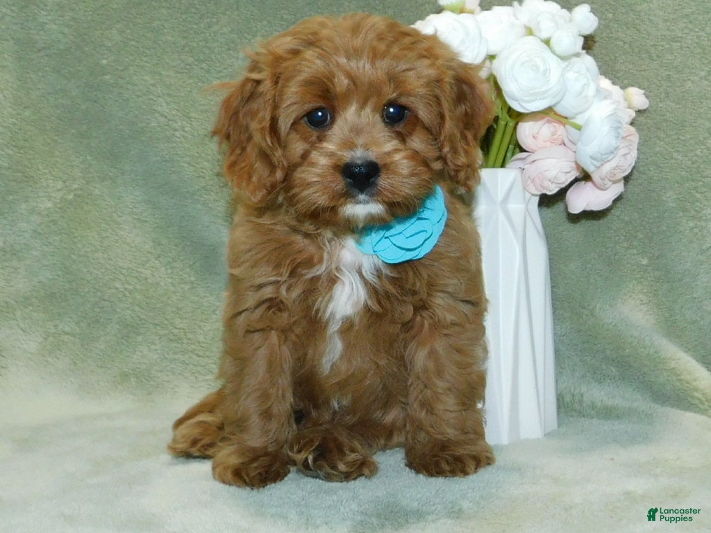 Cavapoo dogs Beau - Ad 27