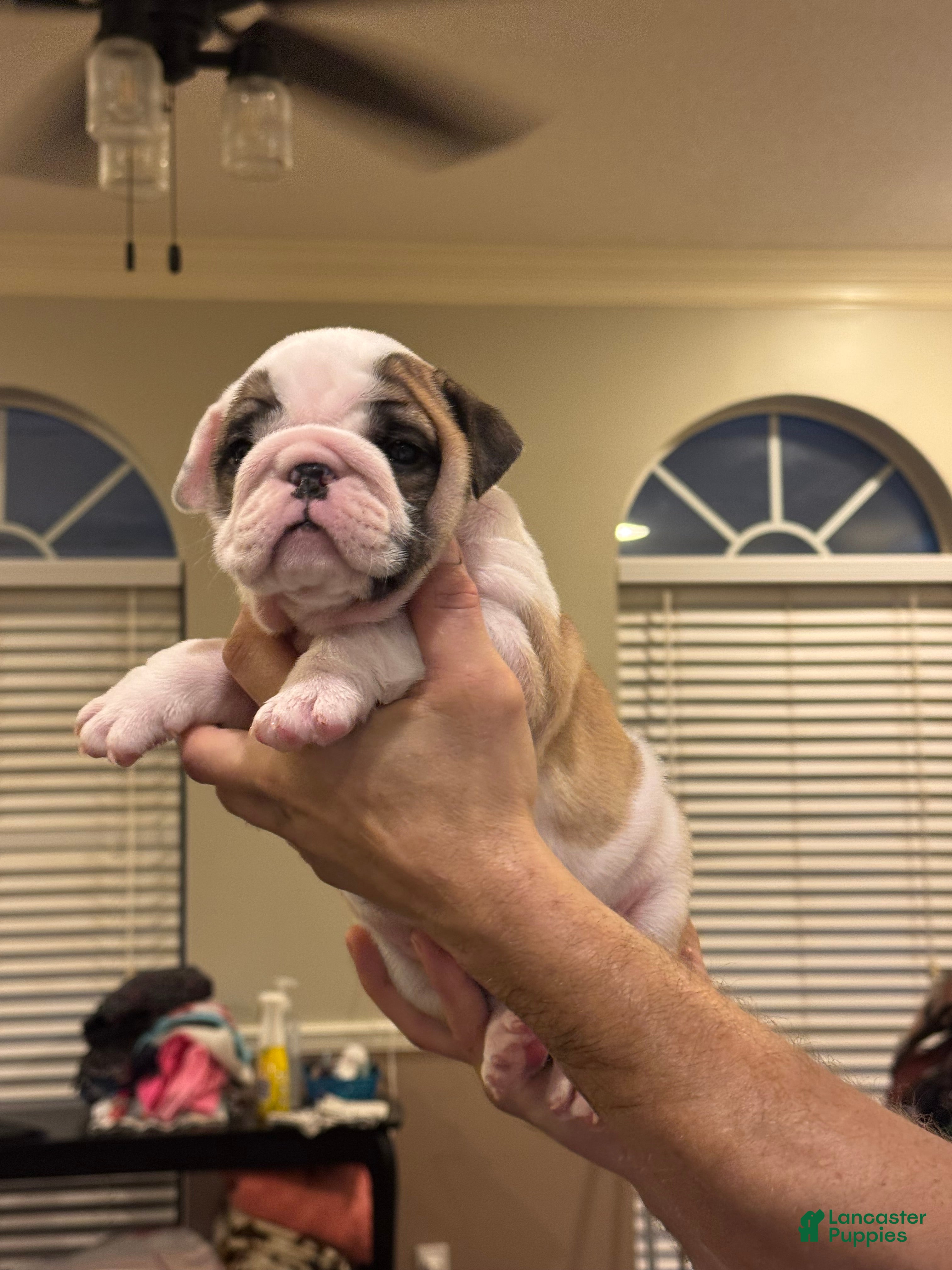 English Bulldog dogs for sale: English Bulldog 2 - Ad 2