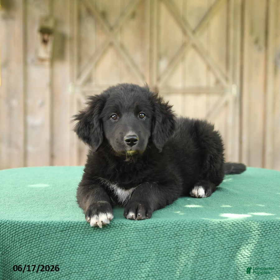 Mixed Breed dogs Sophia - Ad 1