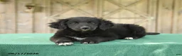 Mixed Breed dogs for sale: Sophia - Ad 1