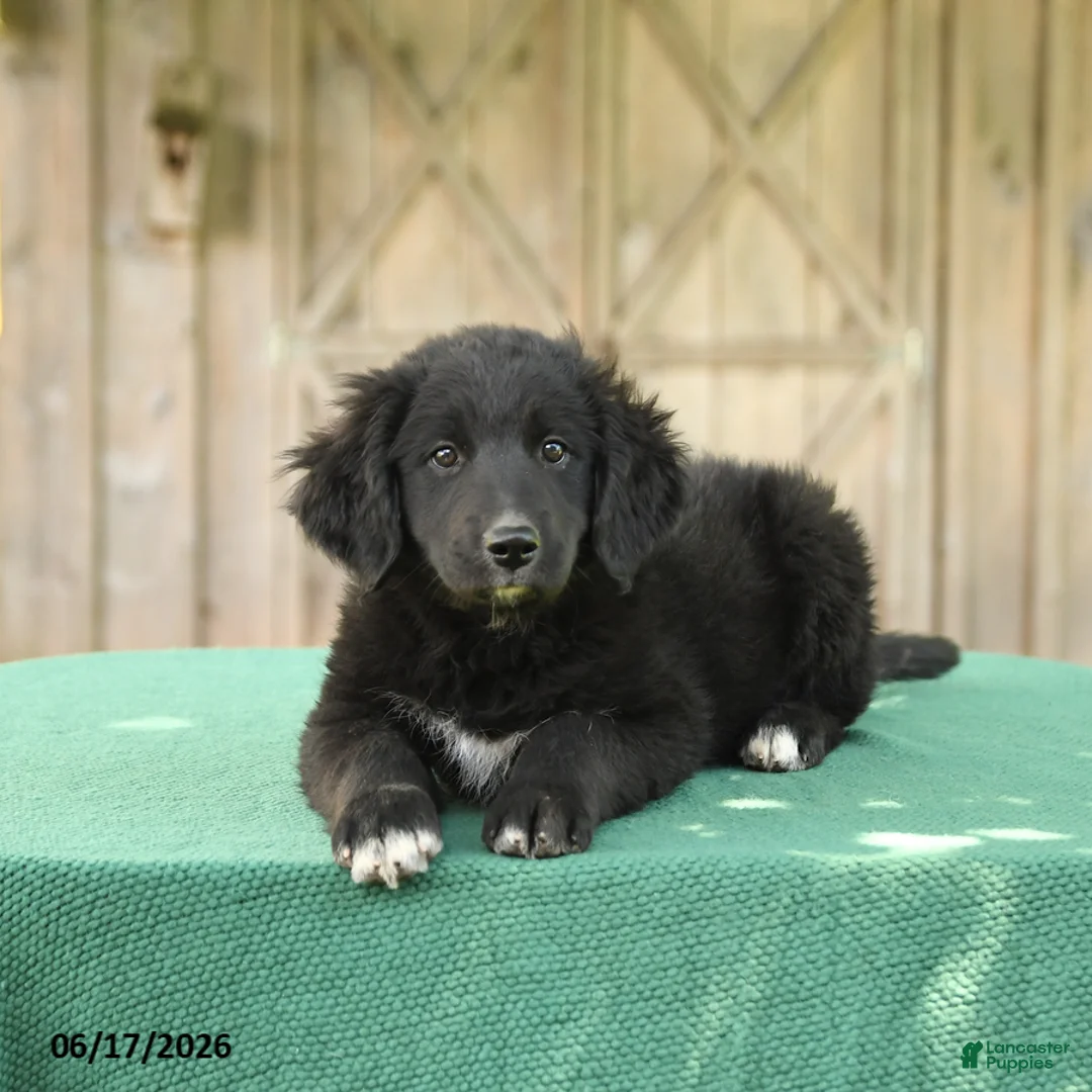 Mixed Breed dogs for sale: Sophia - Ad 1