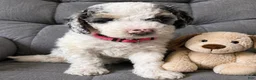 Aussiedoodle dogs for sale: Pink Collar  - Ad 4