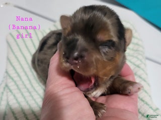 Yorkshire Terrier dogs - Ad 9