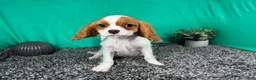 Cavalier King Charles Spaniel dogs for sale: Cavalier King Charles Spaniel 2 - Ad 3