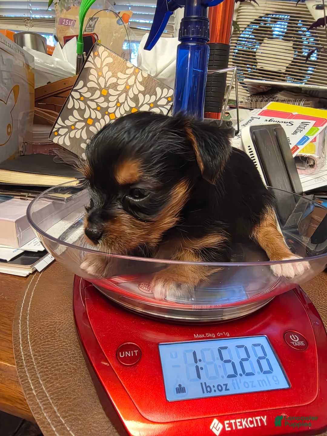Yorkshire Terrier dogs for sale: Yorkshire Terrier Traditional girl #4 - Ad 1