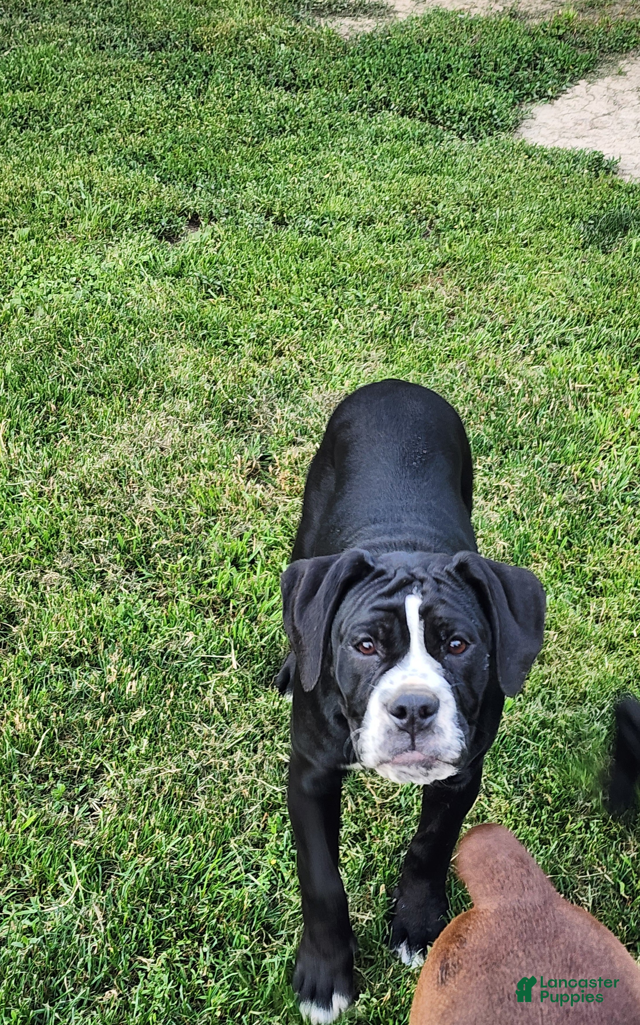 Olde English Bulldogge dogs Olde English Bulldogge Puppy 2 - Ad 1