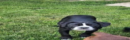 Olde English Bulldogge dogs for sale: Olde English Bulldogge Puppy 2 - Ad 1