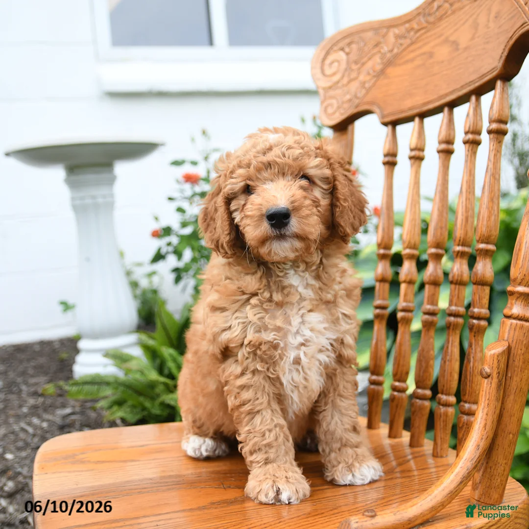 Mini Goldendoodle dogs for sale: Lucky - Ad 1