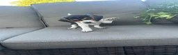 Beagle dogs for sale: Anchor  - Ad 7