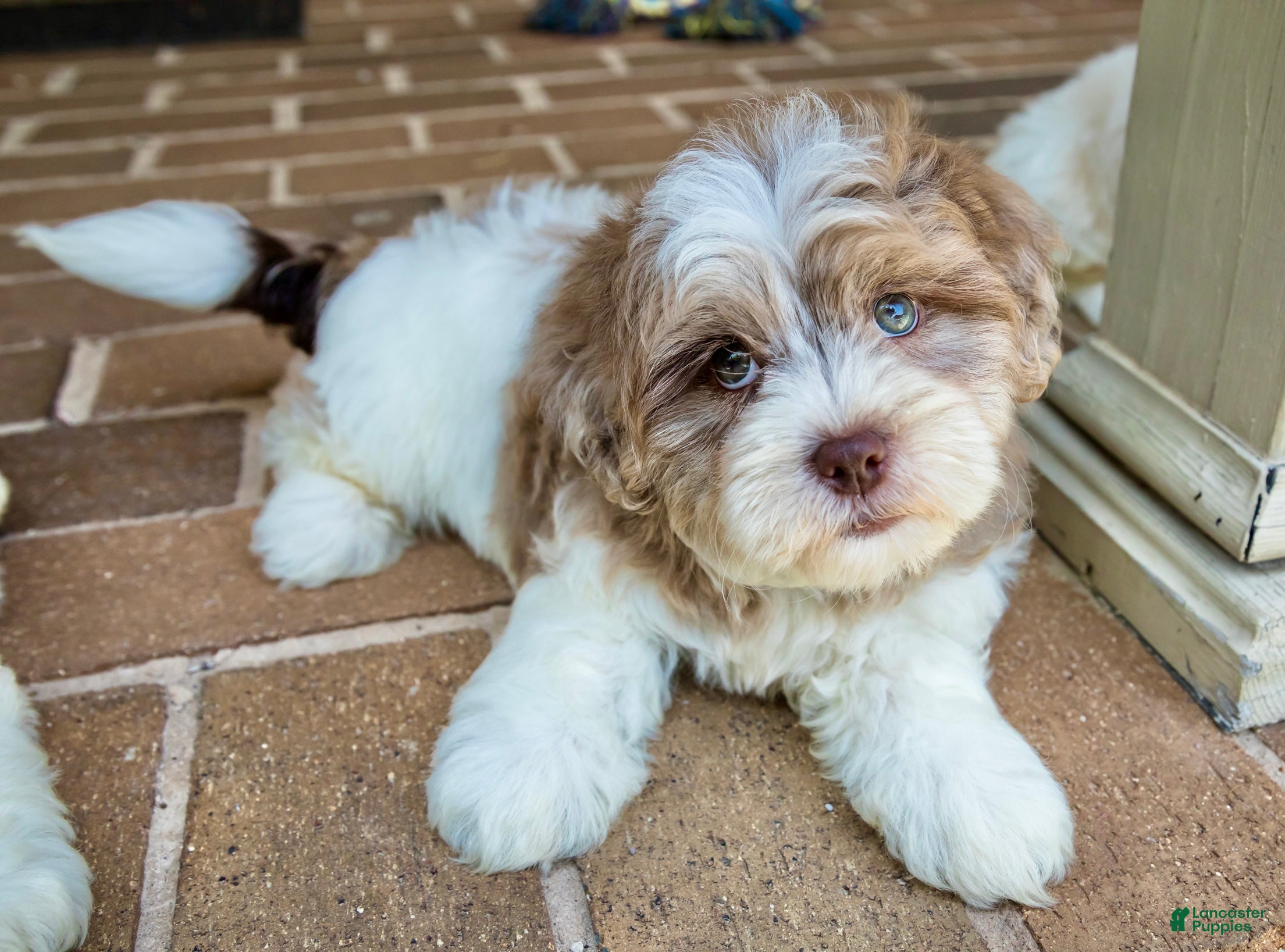 Shihpoo dogs Bennett - Ad 2