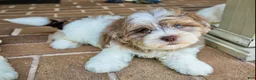 Shihpoo dogs for sale: Bennett - Ad 5