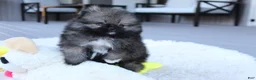 Pomeranian dogs for sale: Teacup Theo - Ad 6