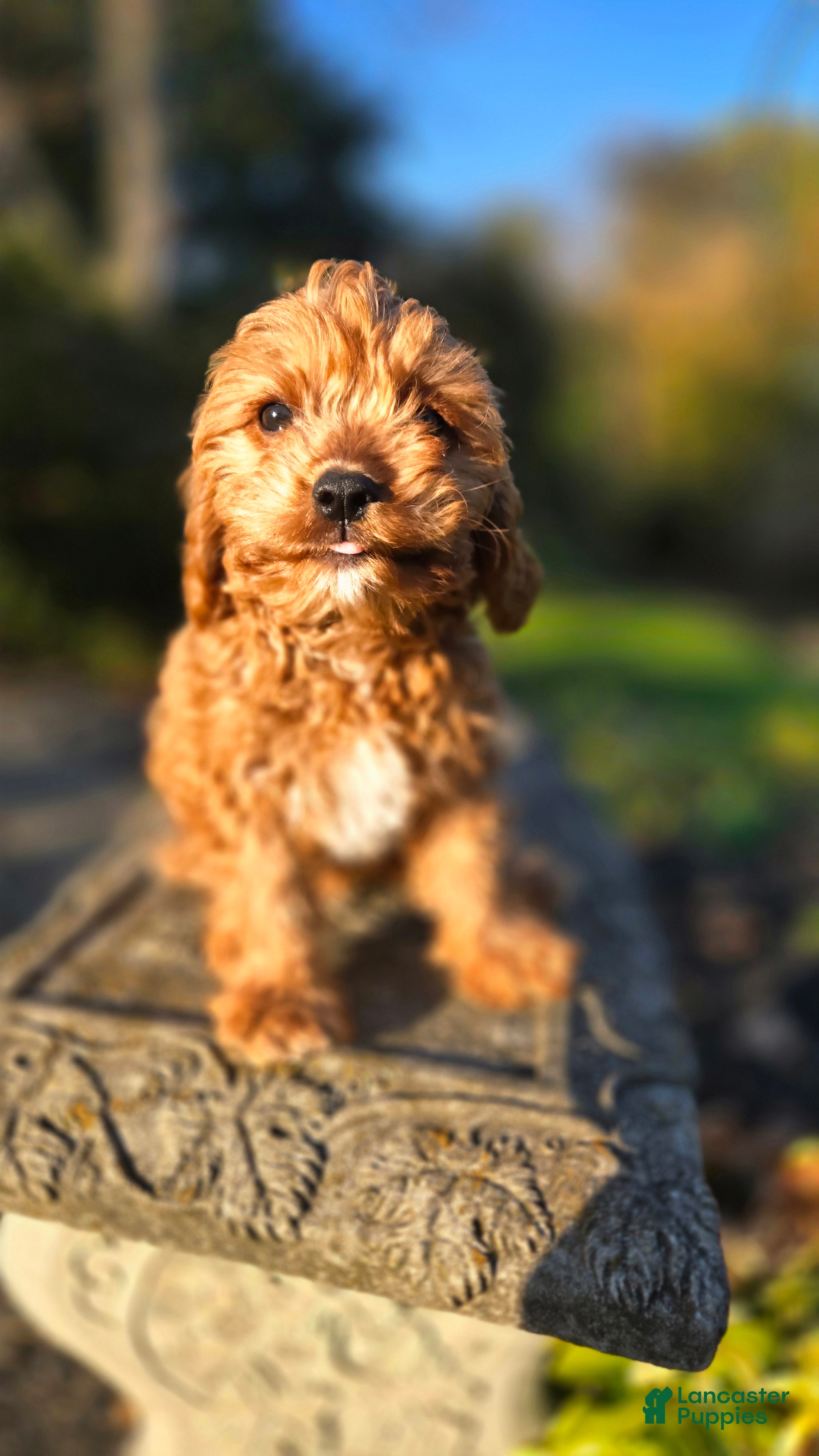 Cavapoo dogs for sale: Zach - Ad 2