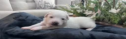 Great Pyrenees dogs for sale: Cedar - Ad 3
