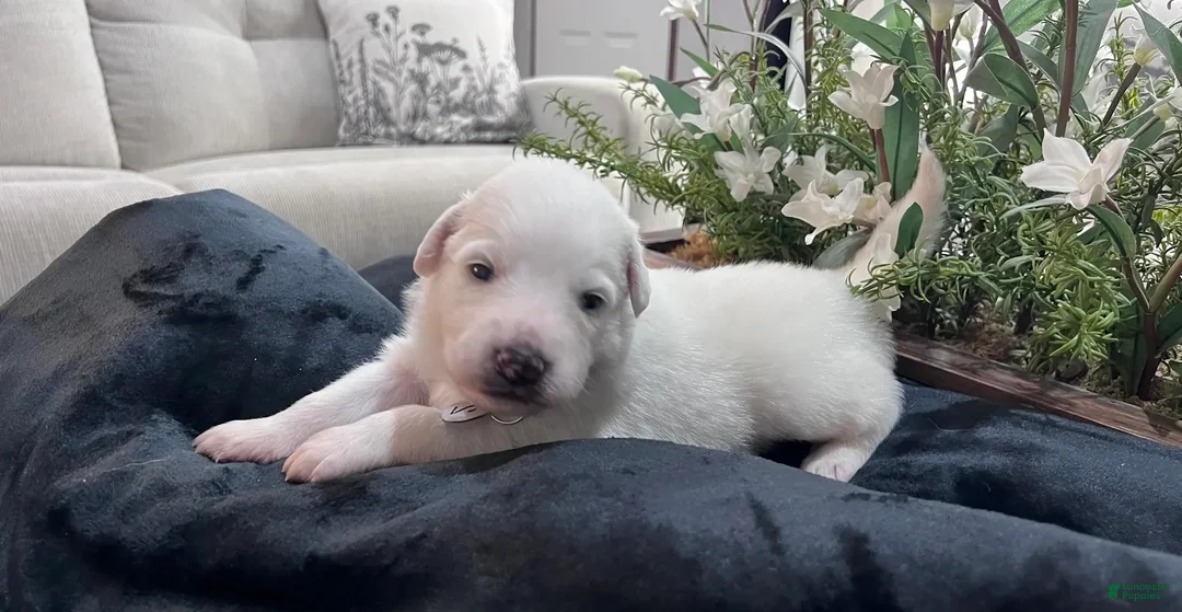 Great Pyrenees dogs for sale: Cedar - Ad 3