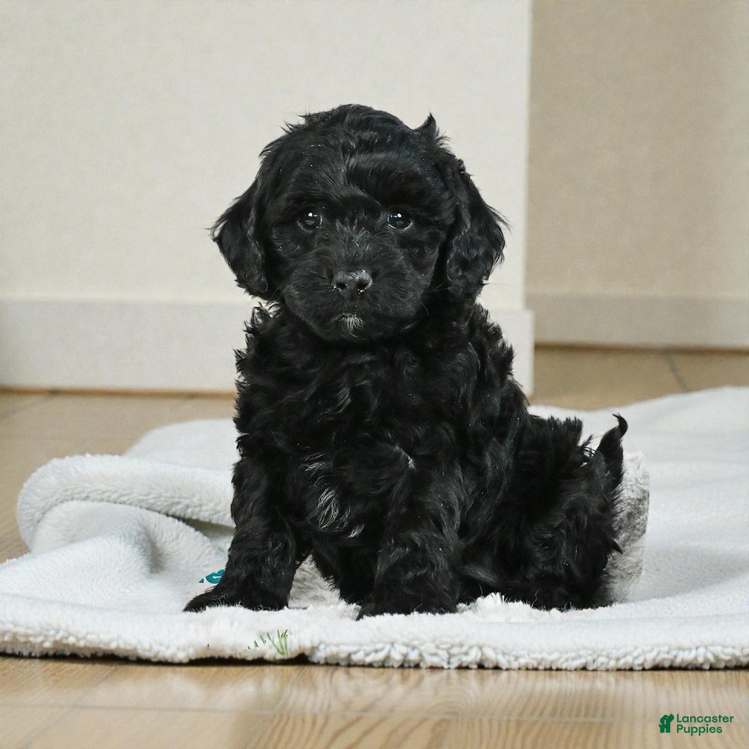 Cockapoo dogs for sale: cindy - Ad 7