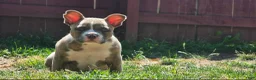 American Bully dogs for sale: Buffalo Bill - Ad 5